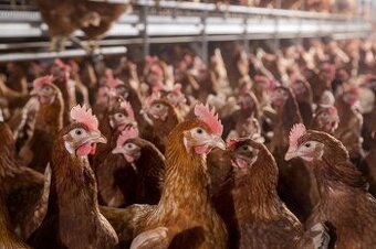 Sliepky na predaj +dovoz