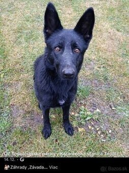 Nemecký ovčiak- sučka - 1