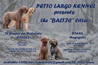 Lagotto romagnolo s FCI rodokmeňom