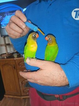 Predám ručne dochovane agapornisy