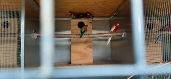 Predam rozely, penanty 25