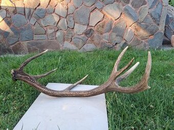 Predám zhod z jeleňa 18 toraka. Váha 2,7kg, dĺžka cca 102cm,