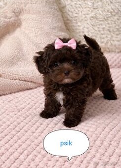 Maltipoo pudl pudlík