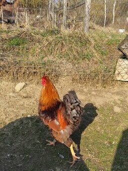 🐓 KOHÚT WYANDOT ZLATÁ MODROLEMOVANÁ