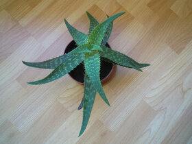 Aloe vera - rastlina v kvetináči, zemina s mykorízou