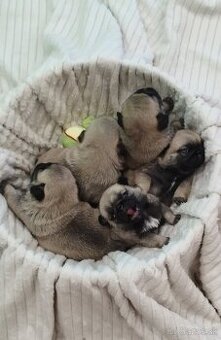 Mops s PP