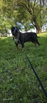 American bully xl