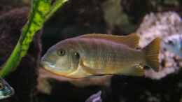 Pseudotropheus greshakei samica