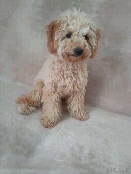 Pudlik Pudel Toy Trpaslik