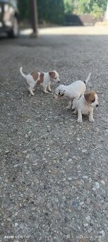 Jack Russel teriér