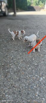 Jack Russel teriér