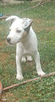 Jack Russel teriér
