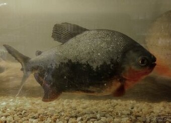 Piranje / Piranja