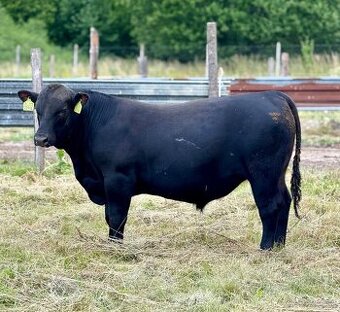 Plemenný býk Aberdeen Angus