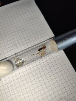 Predám kolóniu mravcov Camponotus fedtschenkoi