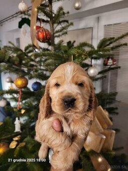 Anglický kokeršpaniel s rodokmeňom PL