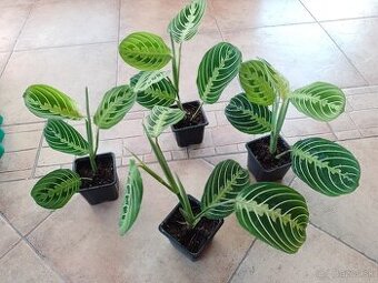 Marianna Fascinator 1ks/6€+posta