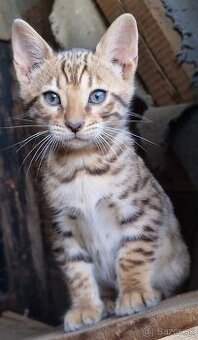 Bengalske mačiatka