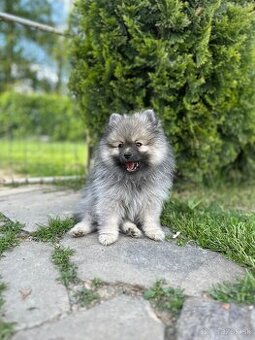Pomeranian