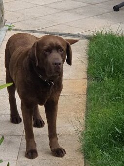 Labrador