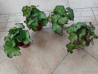 Begonia izbová 3farby 1ks/4,50€+posta