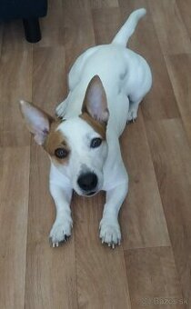 Darujem len do dobrých rúk Jack Russel☝️