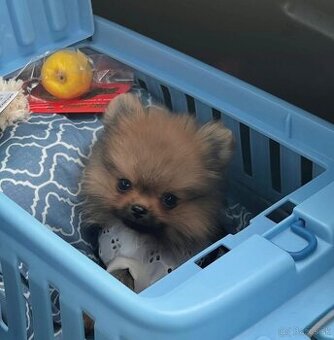 Pomeranian - trpasličí špic