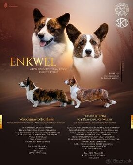 Welsh Corgi Cardigan