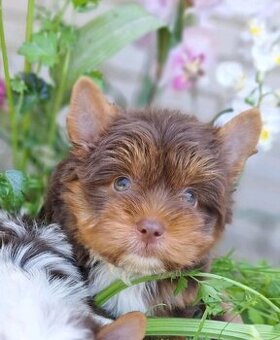 Mini yorkshire terrier