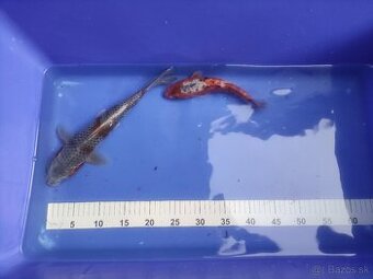 Koi kapor