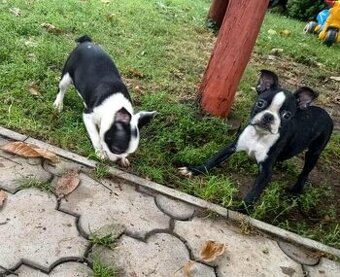Bostonský teriér, boston terrier