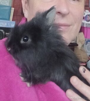 Králik zakrslý Teddy domáci zajačik (zdrobneny zajac)