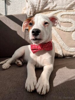 Darujem Jack Russel