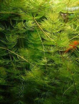 akva rastlina Ceratophyllum demersum / rožkatec ostnitý