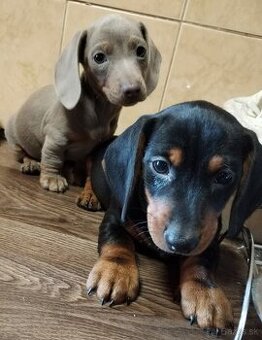 Jazvečík trpasliči