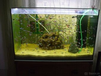 Predam akvarium s prislušenstvom aj neonky samostatne