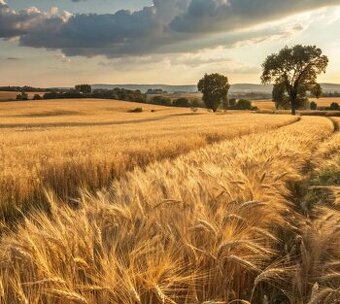 Košúty – 619 m2 ORNÁ PÔDA – Na predaj
