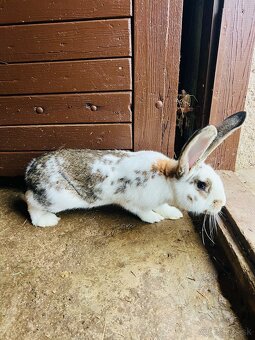 PREDÁM 6,5 mesačného samca kríženec NOS a BO - 1