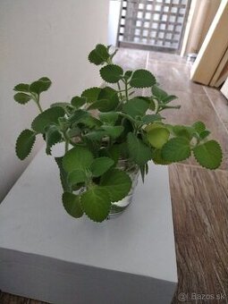 Nadchovnik- rastlina na podporu zdravia
