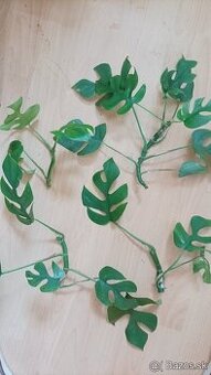 Rapidophora tetrasperma