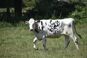 Predám kravu holštyn (ilustračné foto)
