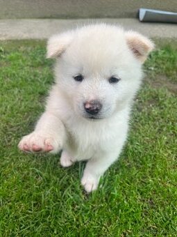 Akita inu šteniatko (psík)