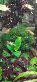 Krevetky - neocaridina Davidi Orange rili