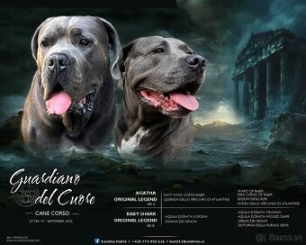 Cane Corso štěňátka s PP - narozená 23.9.2025