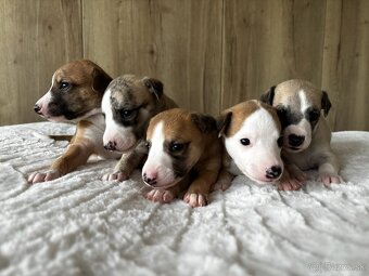 Šteniatka Vipet / Whippet