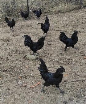 Ayam Cemani