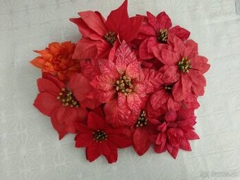 Červené Vianočné ruže