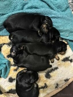 Predám šteniatka jazvečíka/Eladó tacskó kiskutyák