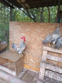 Kohúty Cream Legbar