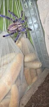Poecilotheria Metallica